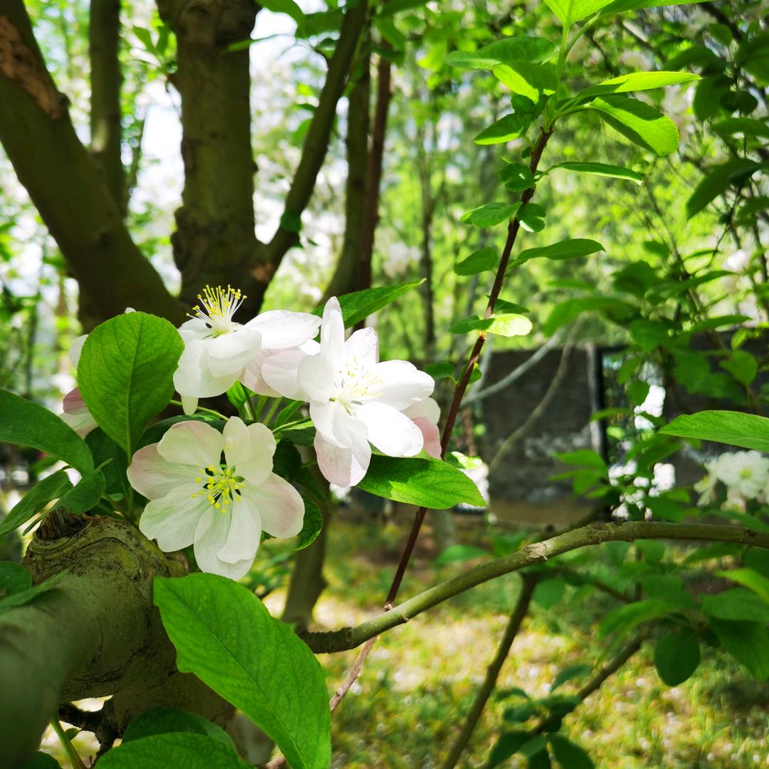 桐桐&草莓