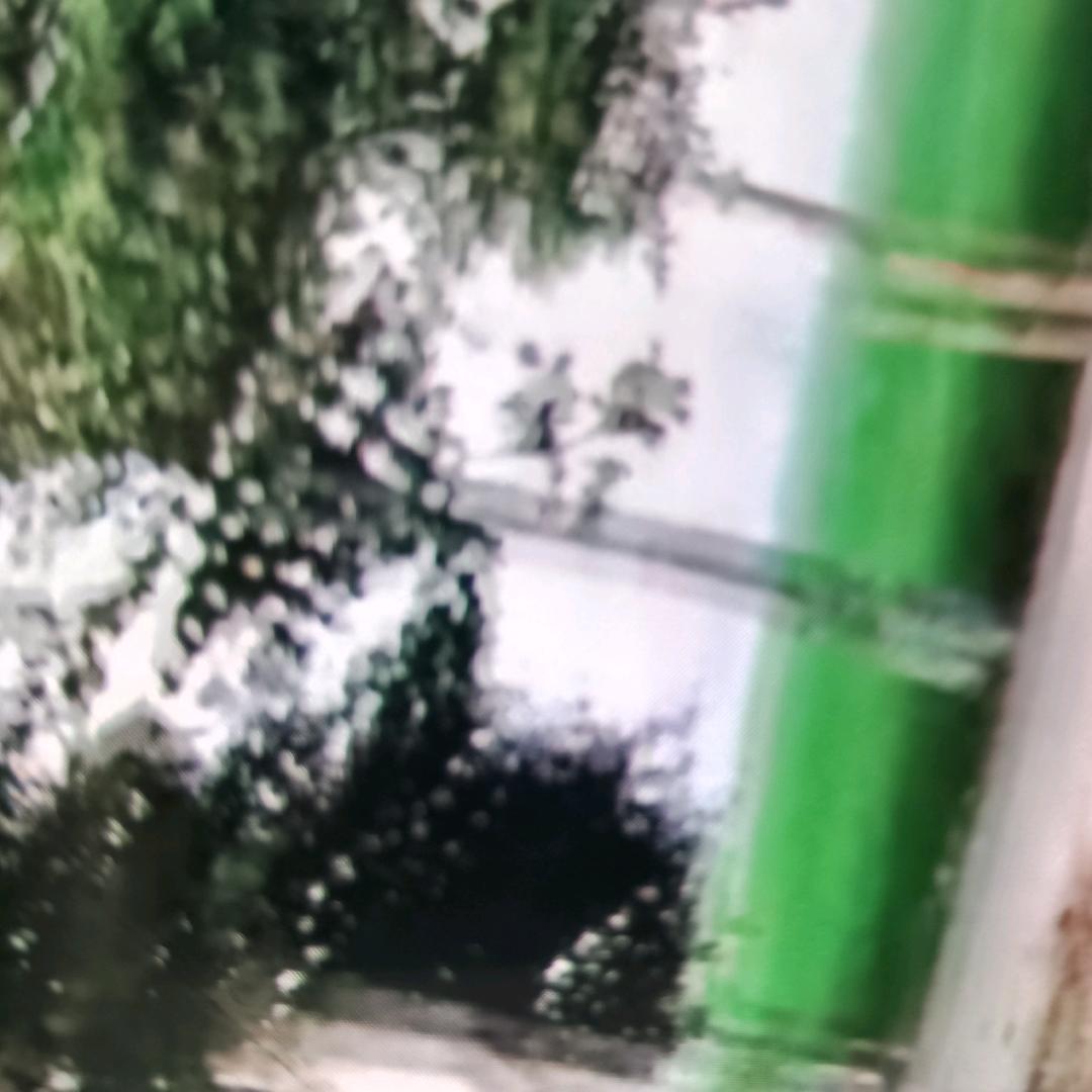 飞舞