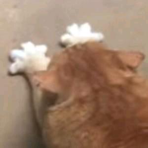 言。