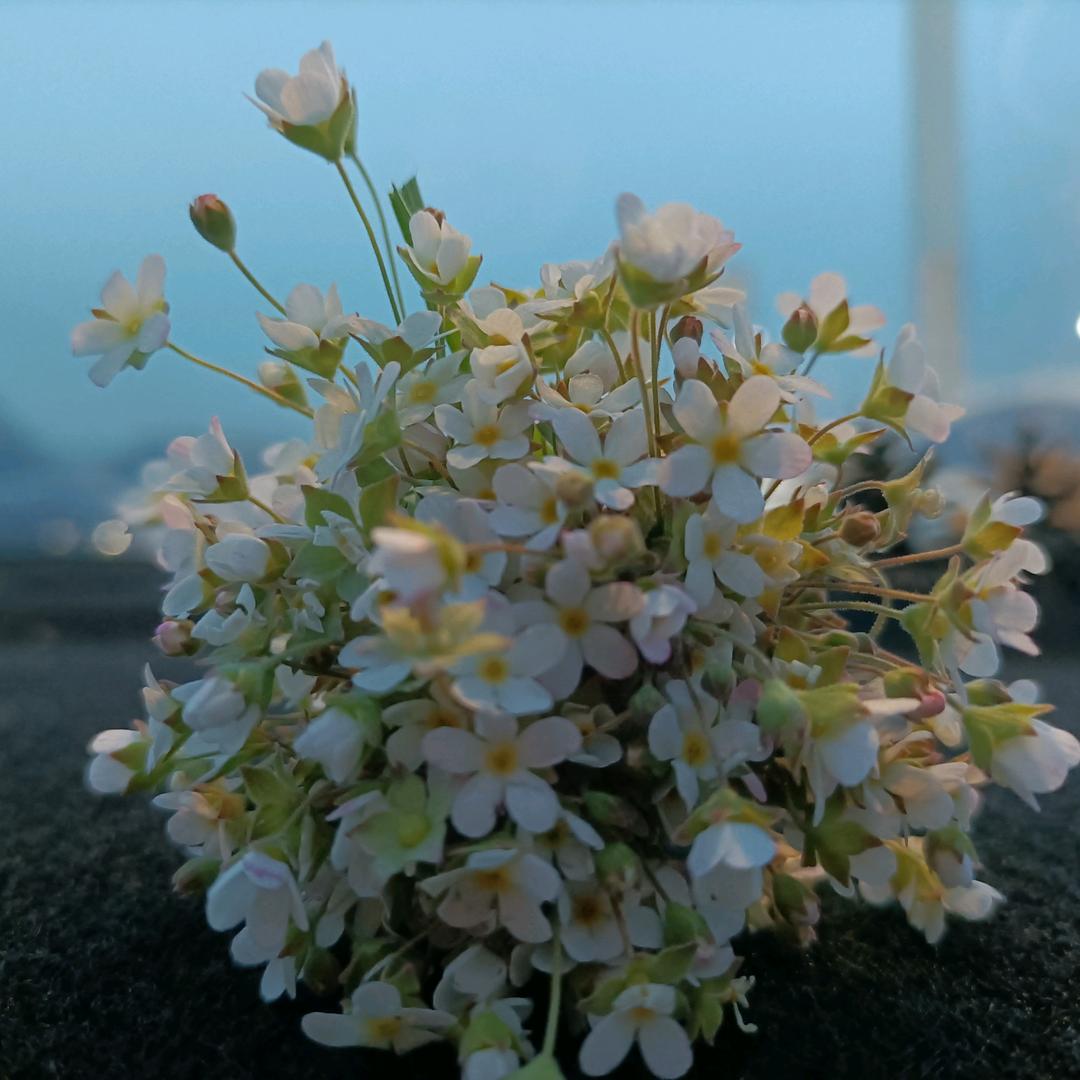 既见君子，云胡不喜矣