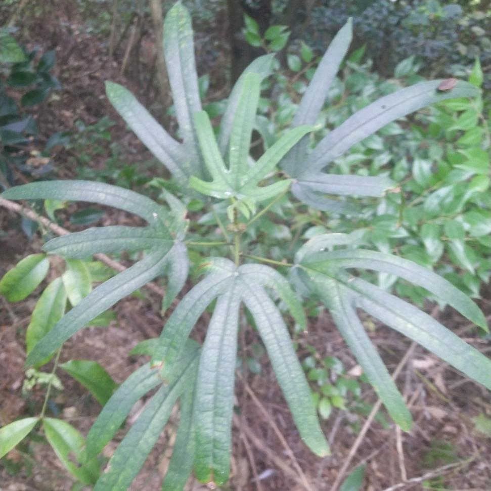 陆川铁锅，无涂层更健康