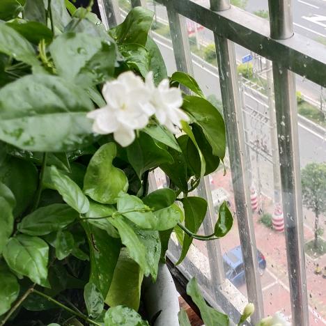 朱.雨竹