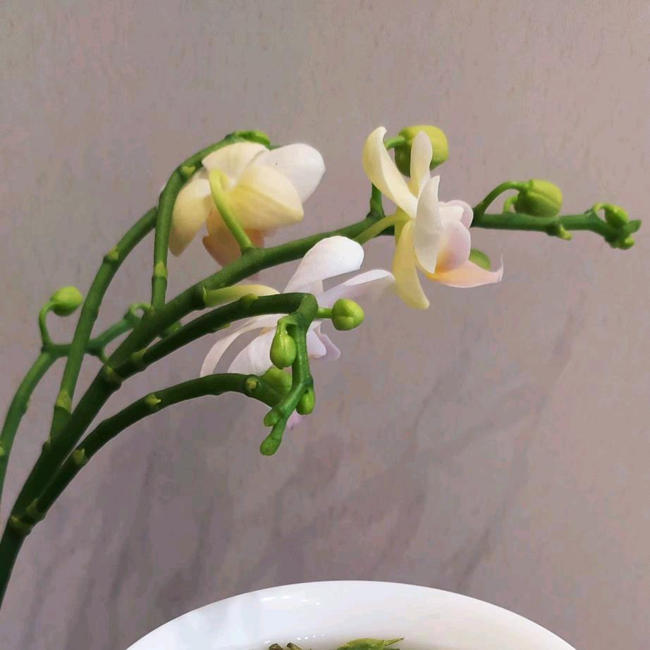 一盏茗茶