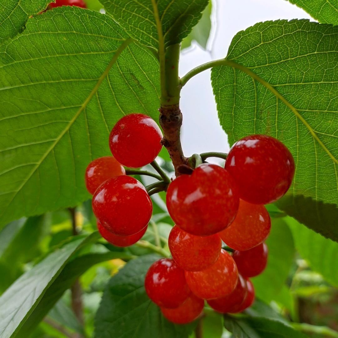 樱桃🍒