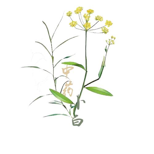 中药小白闯江湖