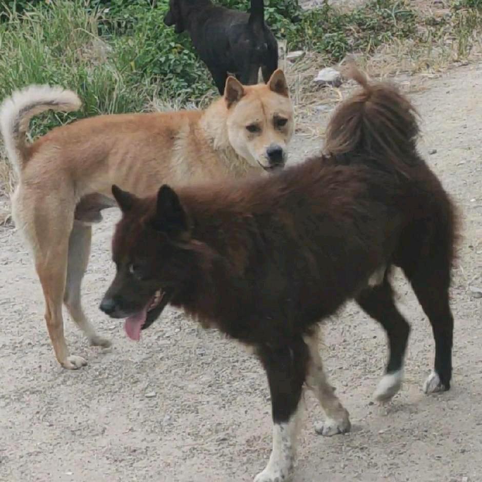 中华田园犬的逆袭