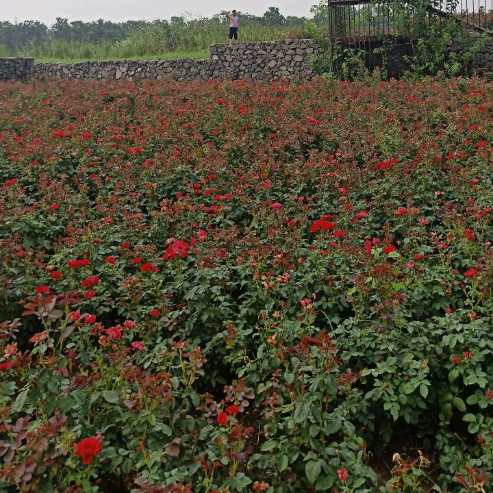 🌸啊兵❤️💪