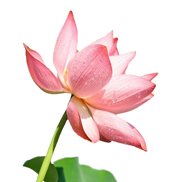 阿 娇