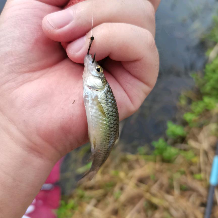 半只烤鸭