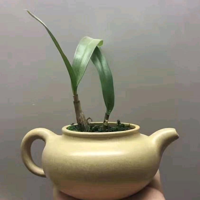 紫砂泥人
