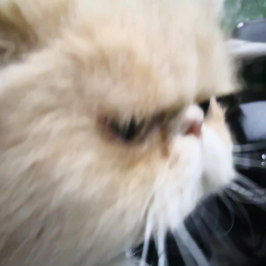 从头越