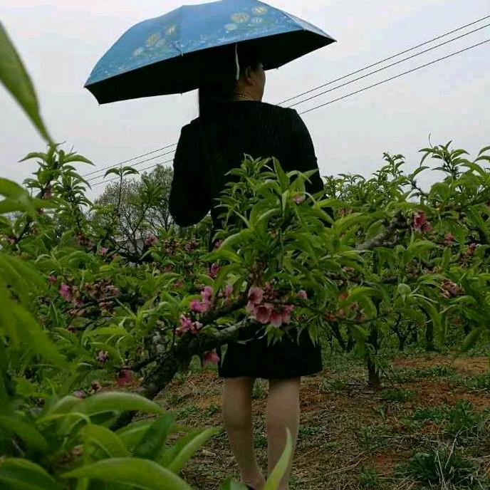 孙芳