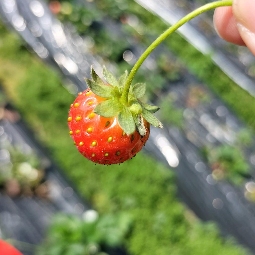 丫丫鸭鸭呀呀