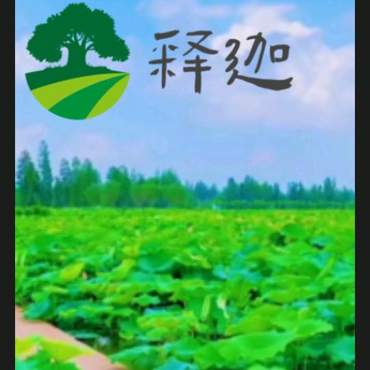 释迦
