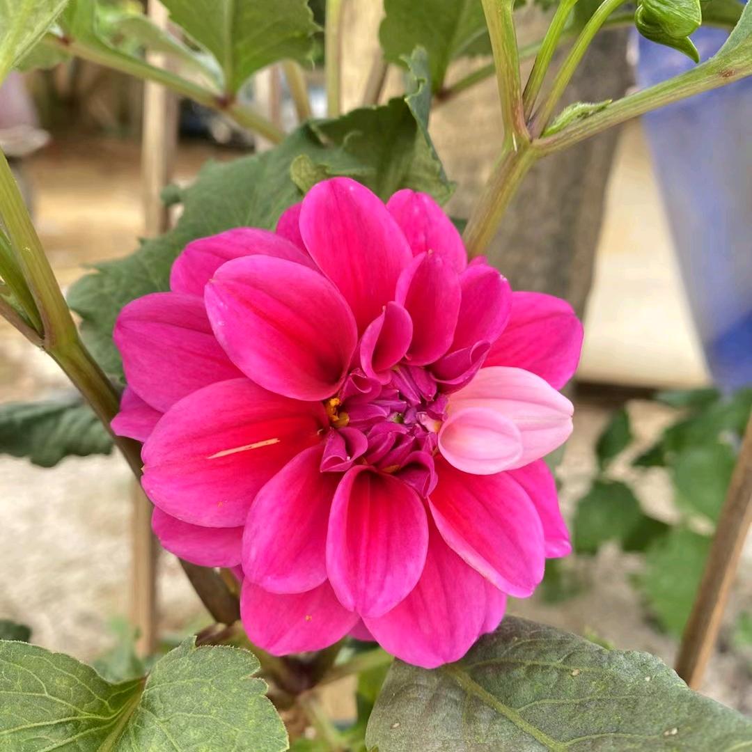 💞ℒᎭℯ⃝随缘࿐