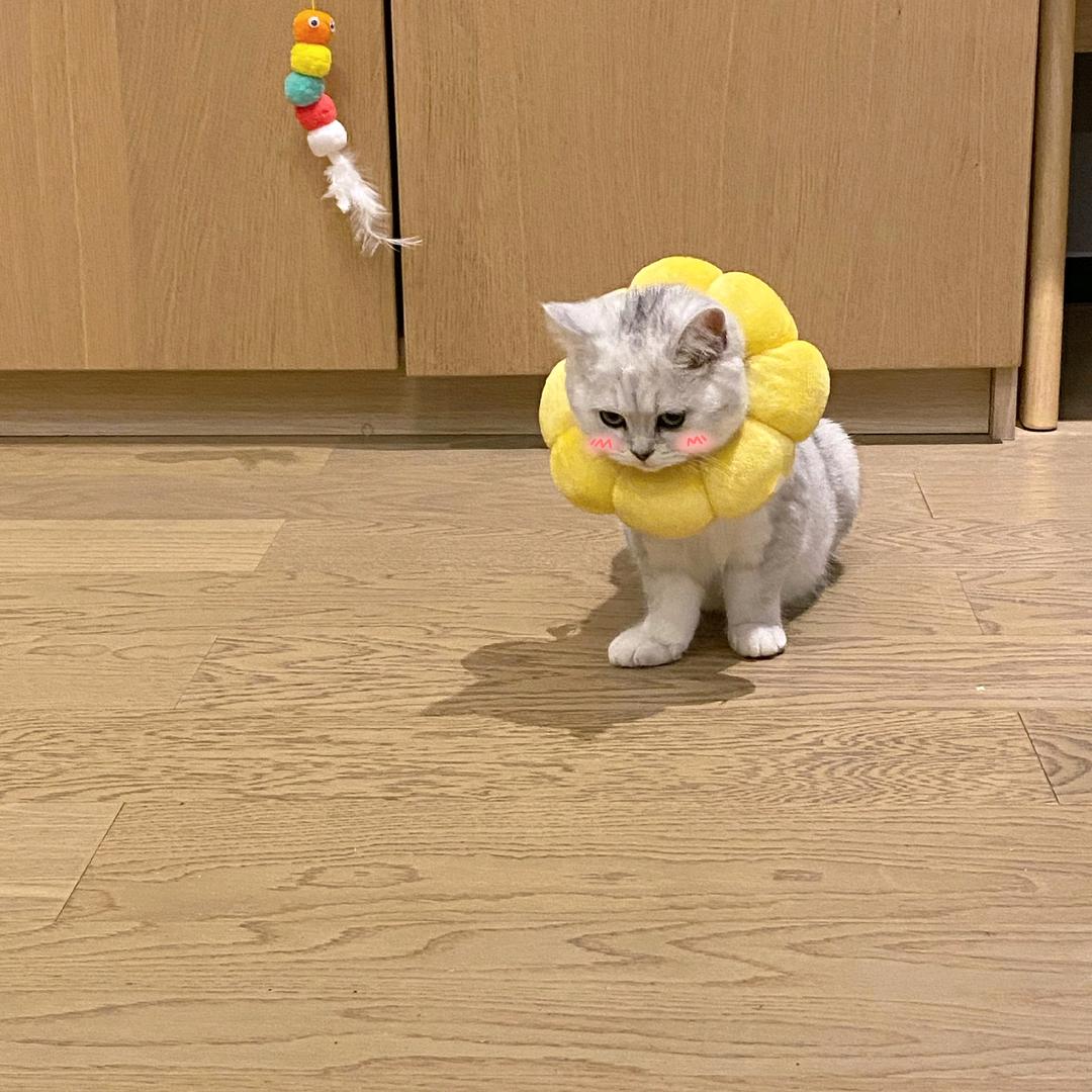 凤