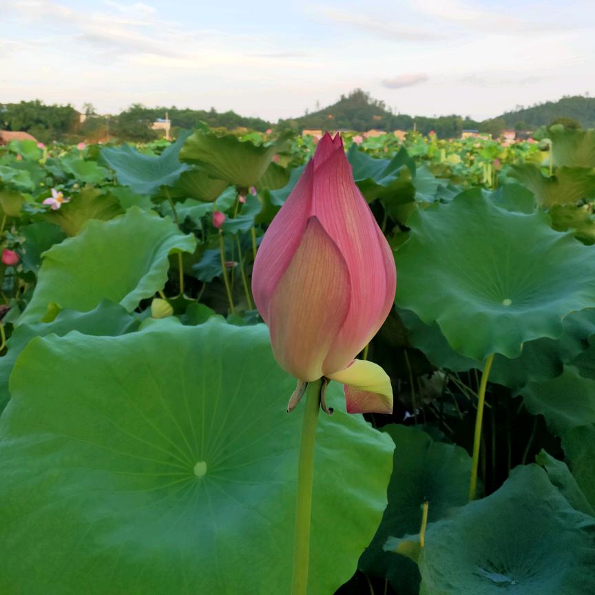 安吉尔净水（广安华美立家店）