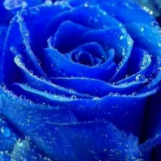 蓝色蔷薇