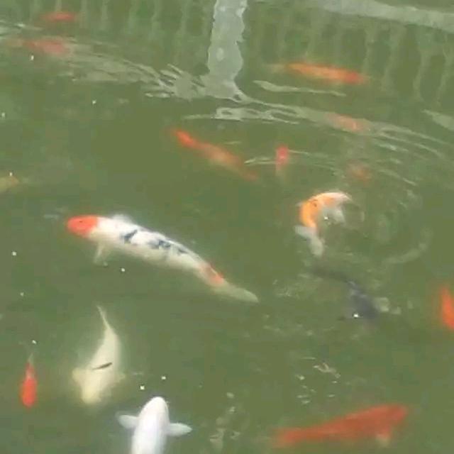 五哥