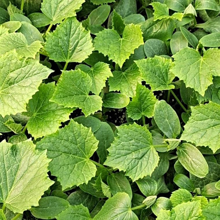 誉锦丰种苗基地