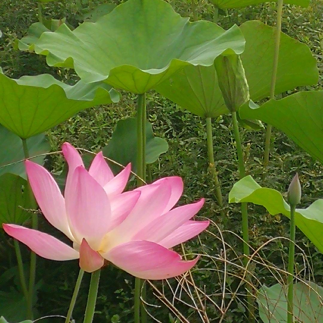 芳芳