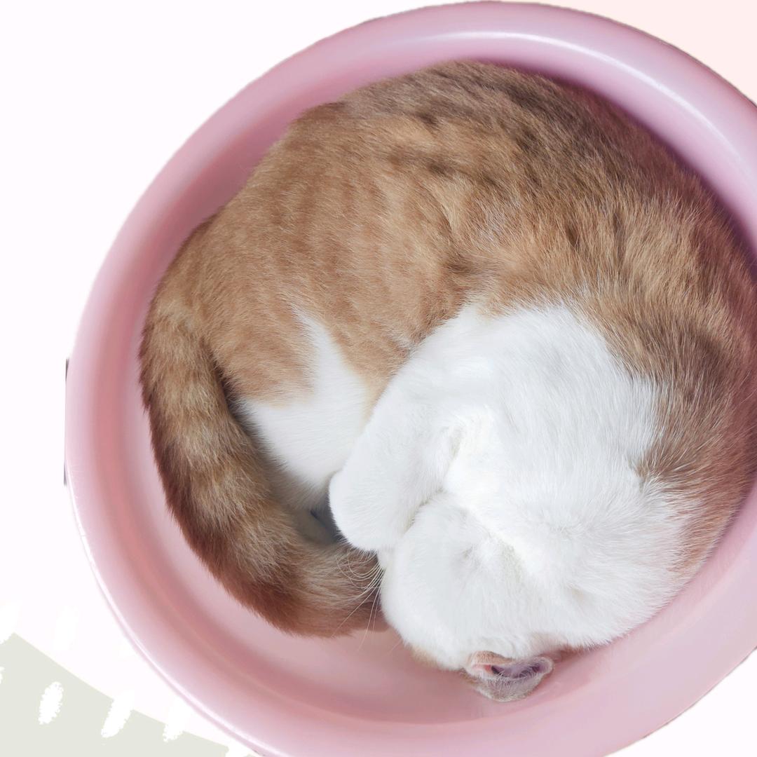 最勤奋的打工人