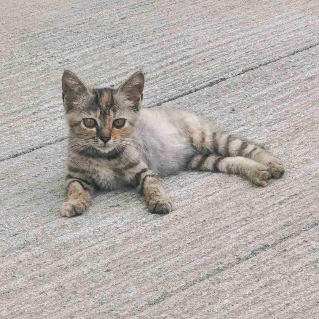 土豆丝