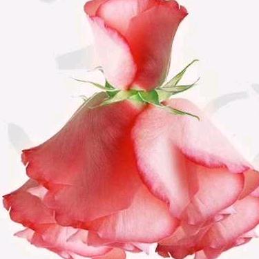 美声电器城东店但小琴