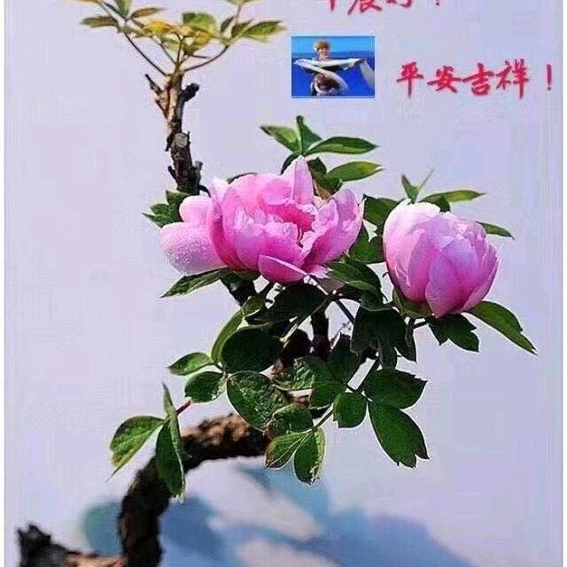 心意