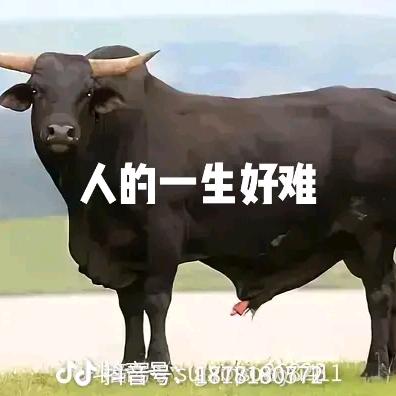 爱我别走