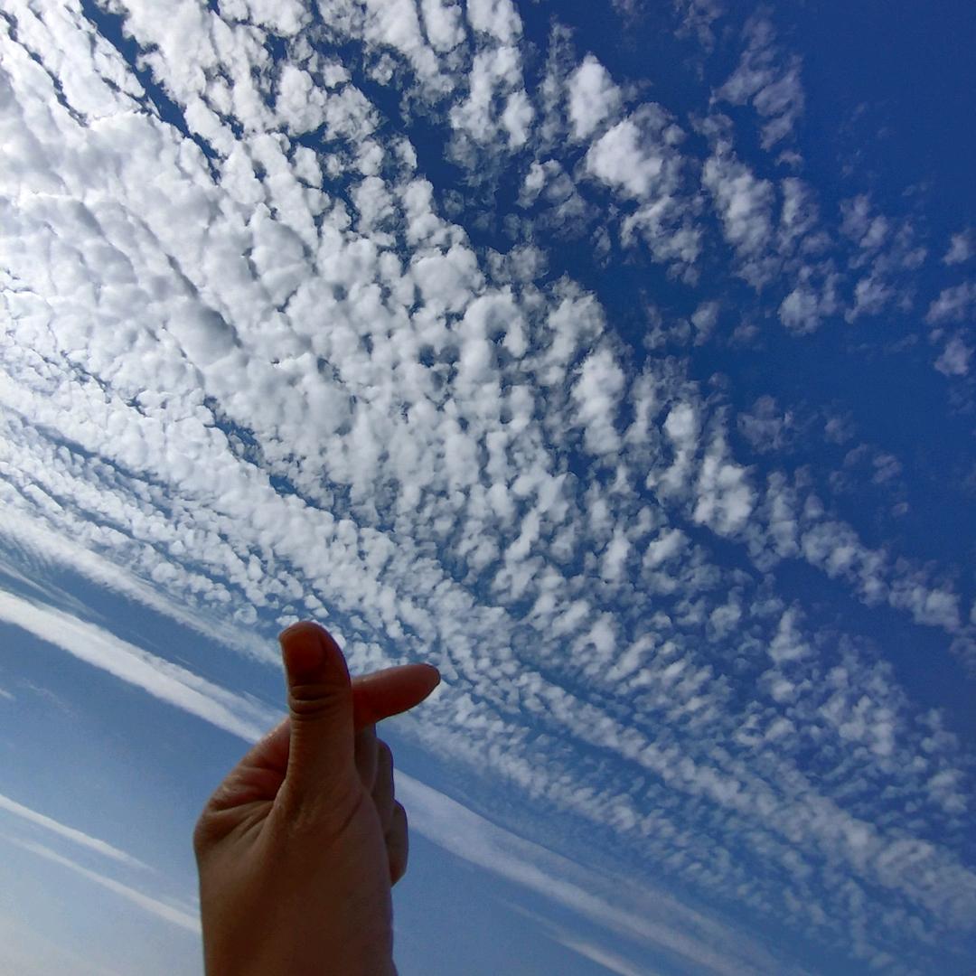 不吃鱼的猫🐱🐠