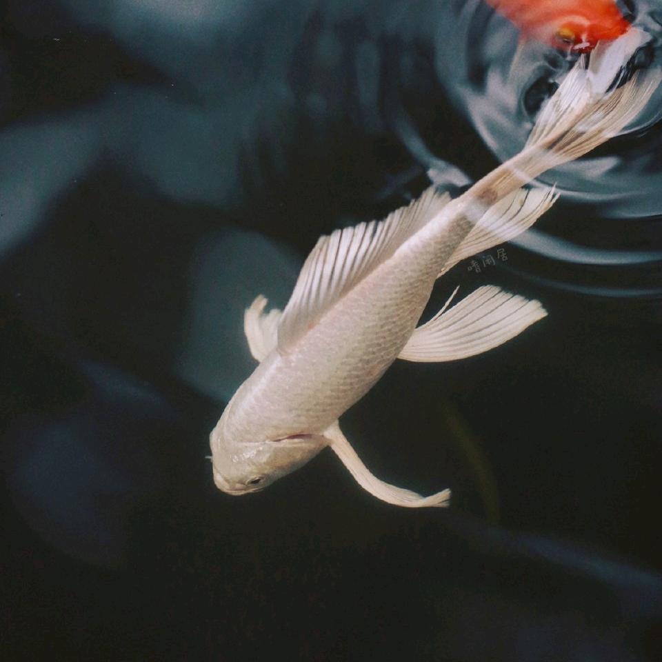 小禾流水欢乐多