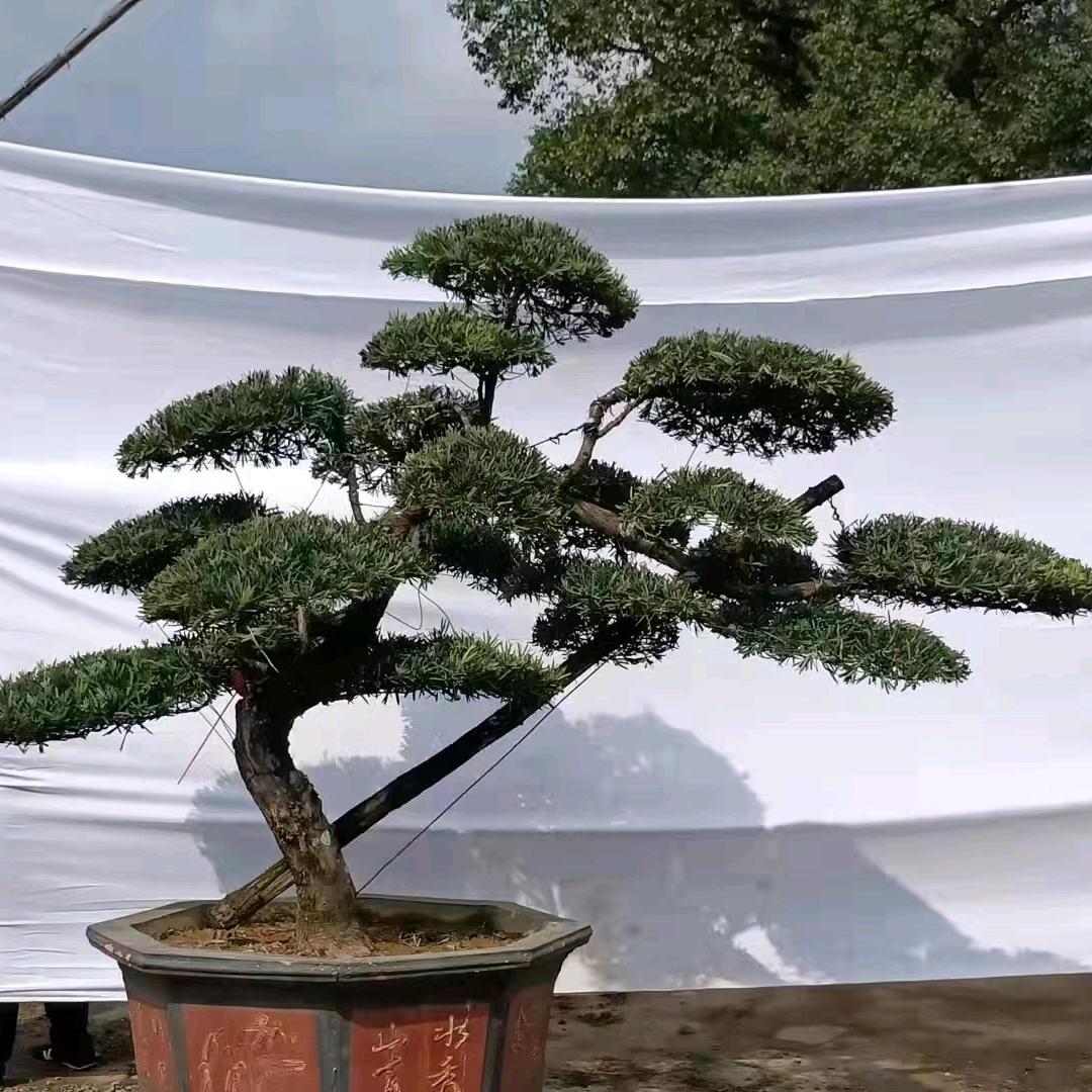 浏阳云百谊园林绿化有限公司