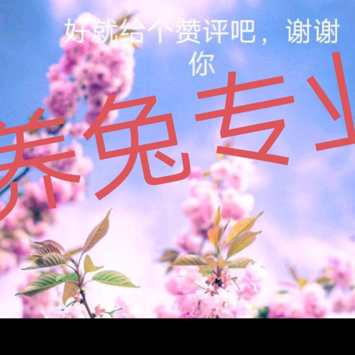 文壮聊养兔