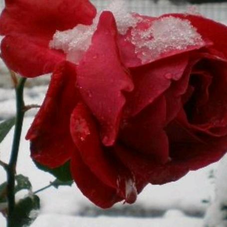 晋南收割团队，跨区联盟