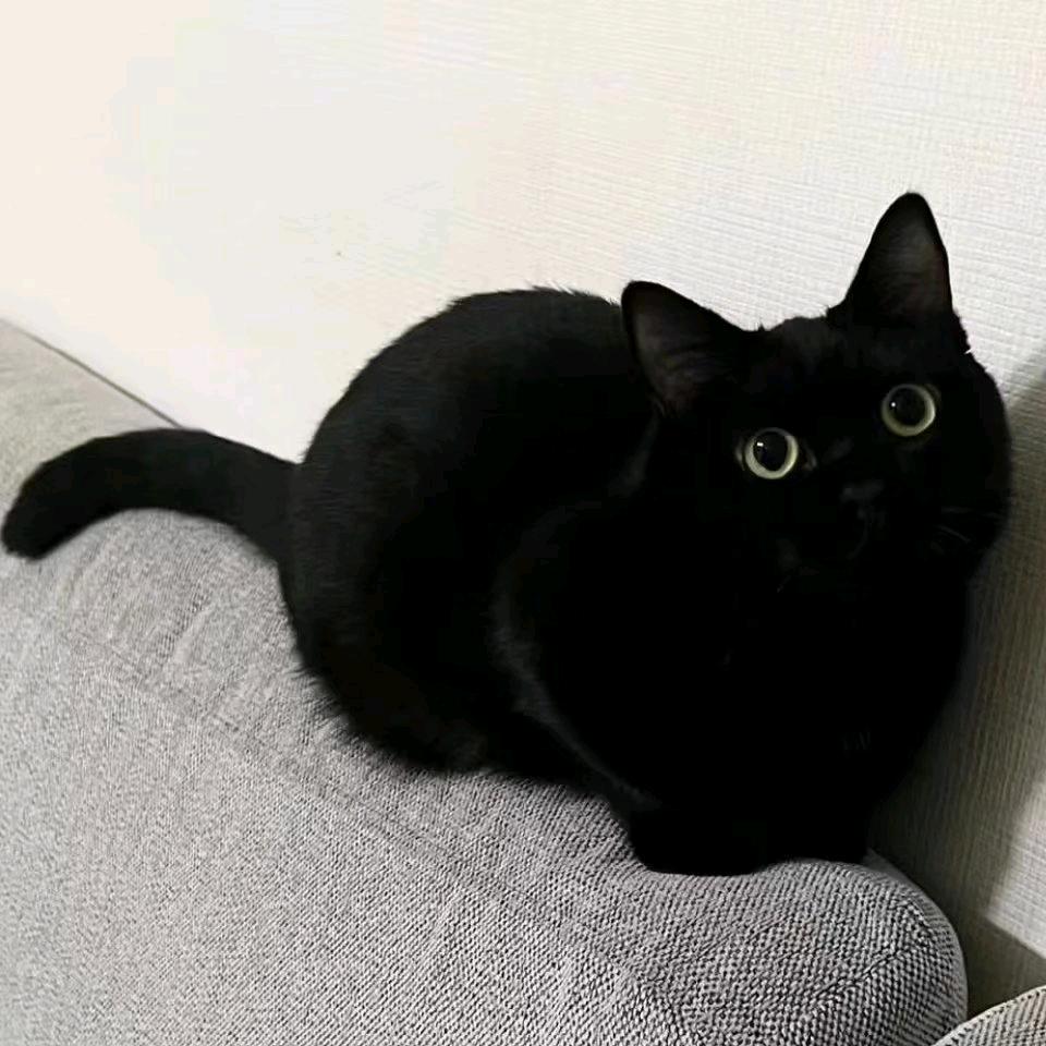 月是故乡明
