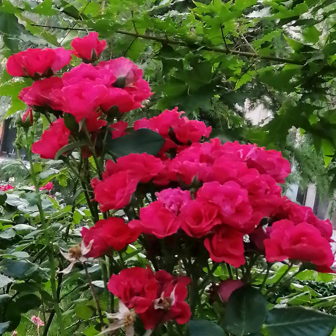 🌹海洋☀️之心🌹