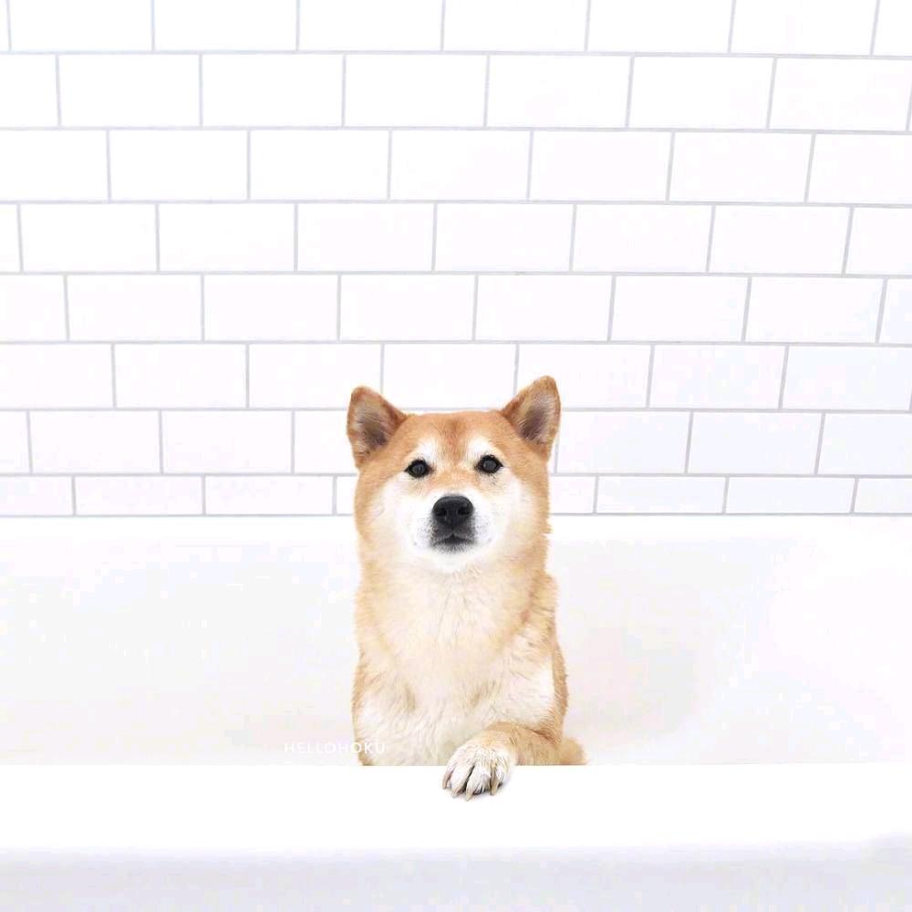 阿喵
