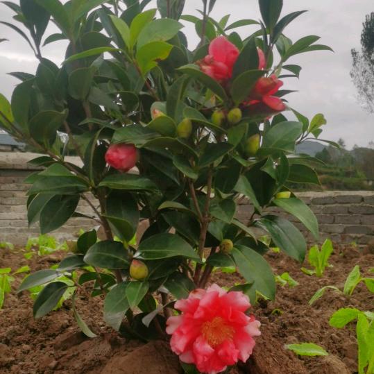 江山汽修