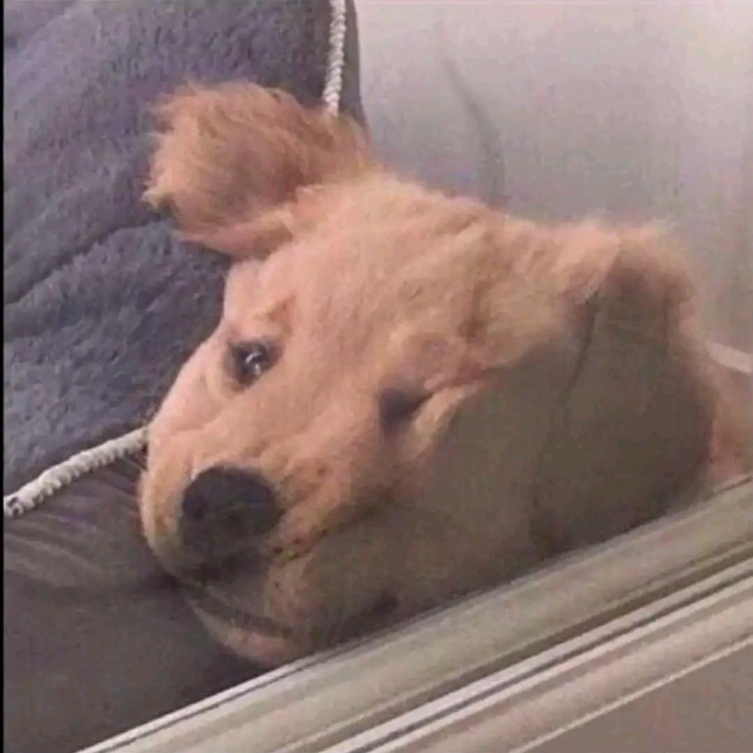 皮蛋没有solo周.🎀