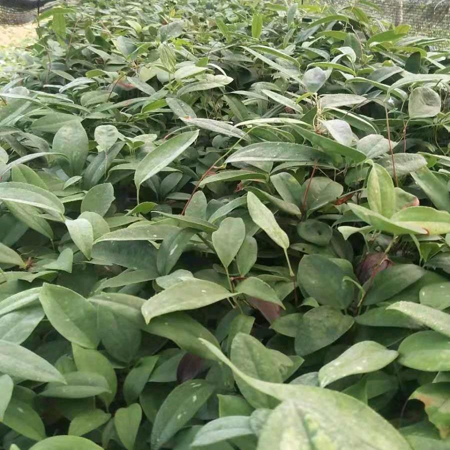 土茯苓种植基地(枫梢林土茯苓种植合作社)