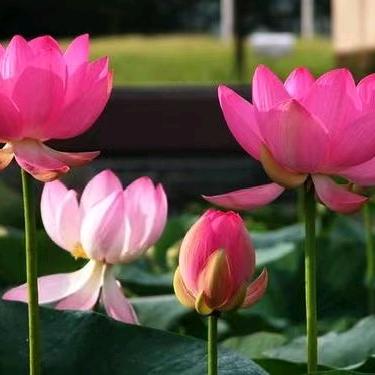 笑对人生阿文哥