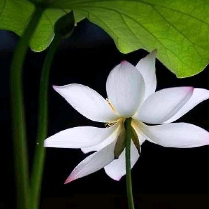 青荷