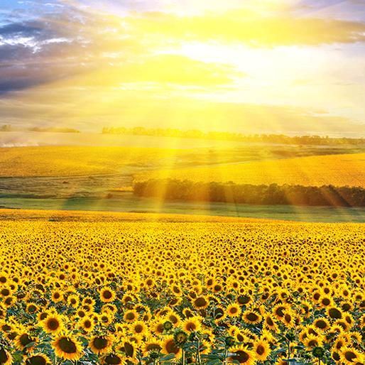 静心