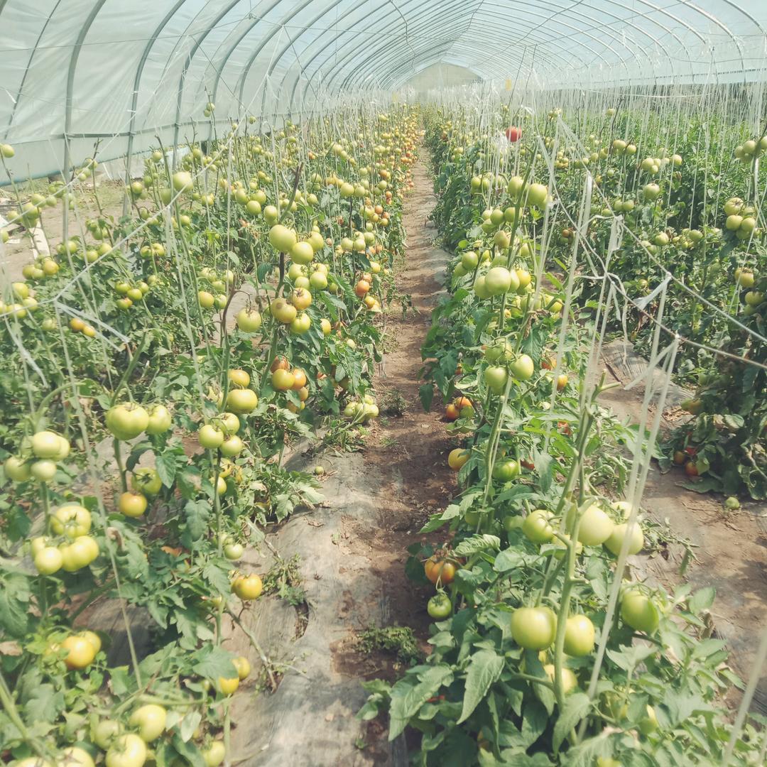 柳沟乡阳山村山庄蔬菜采摘园