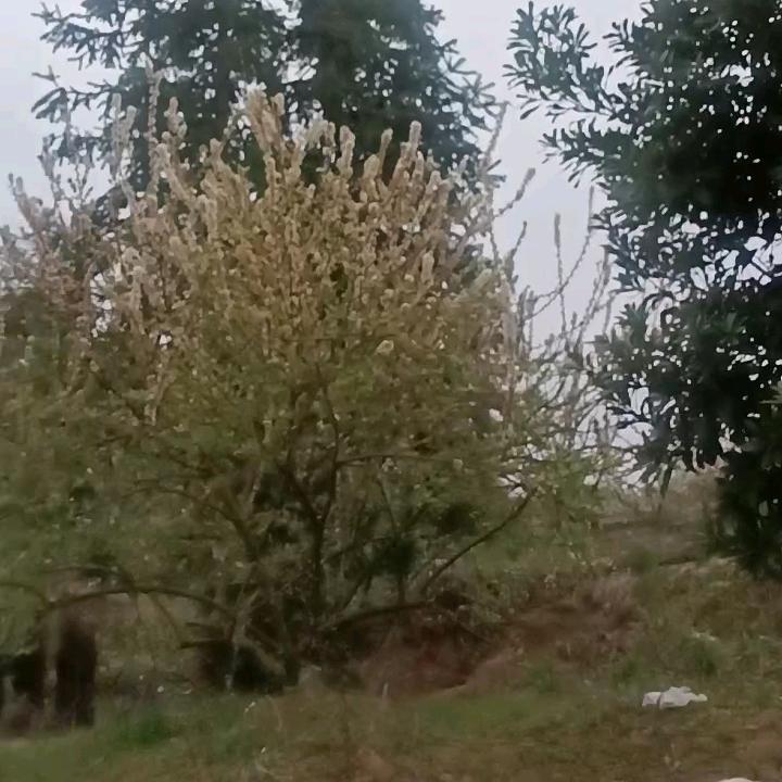 日成