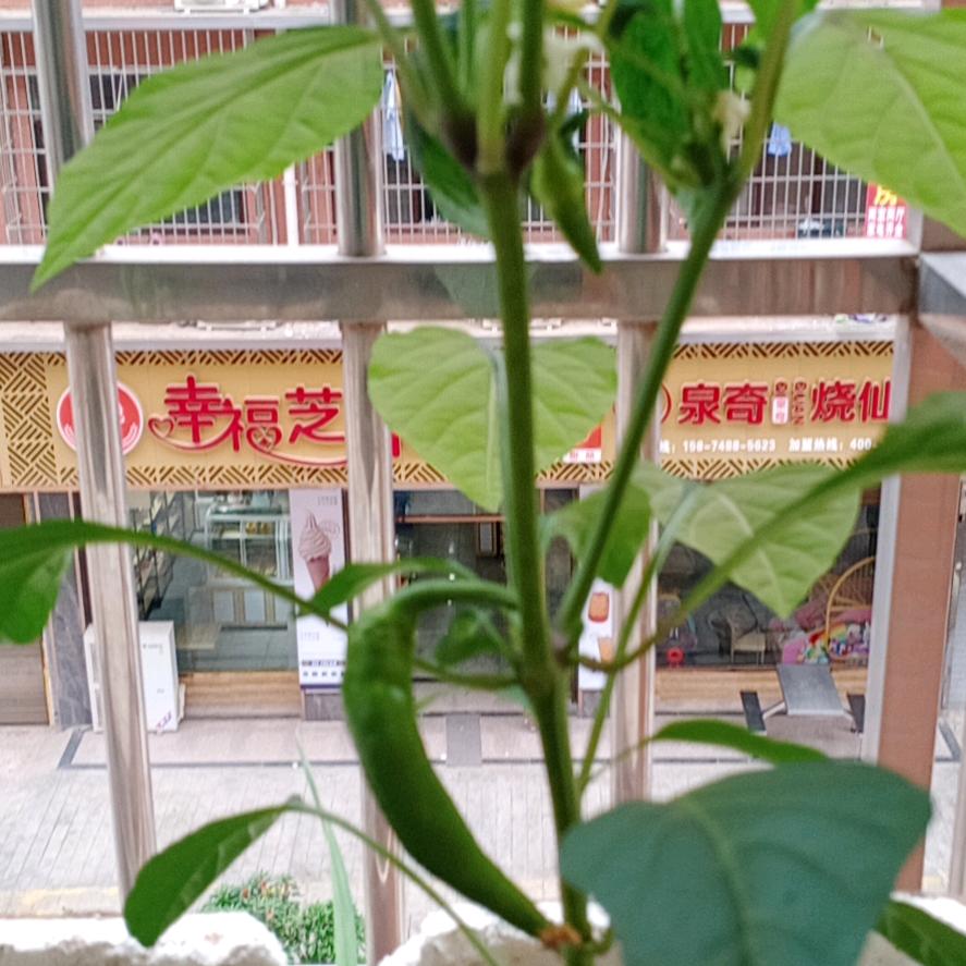 辣椒