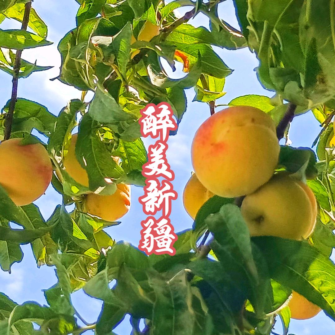 农技小李