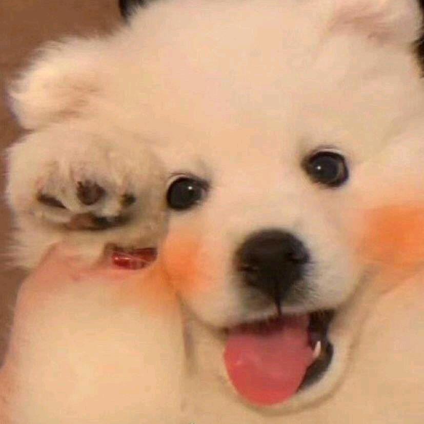 叮当猫🐯