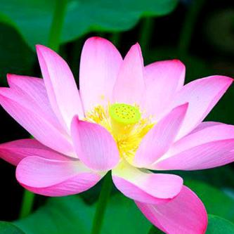 🌸初心🌸